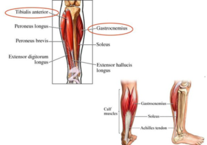 các bài tập chân cho nữ tại phòng gym